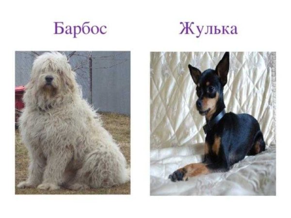 Собака Жулька и Барбос