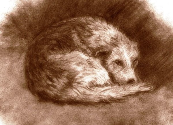 Собака калачиком