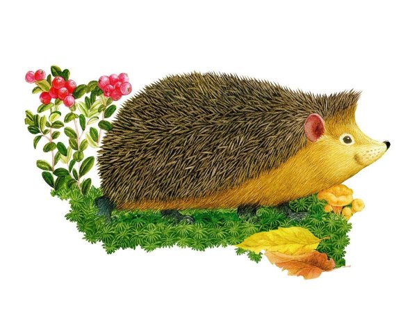 Ежик рисунок