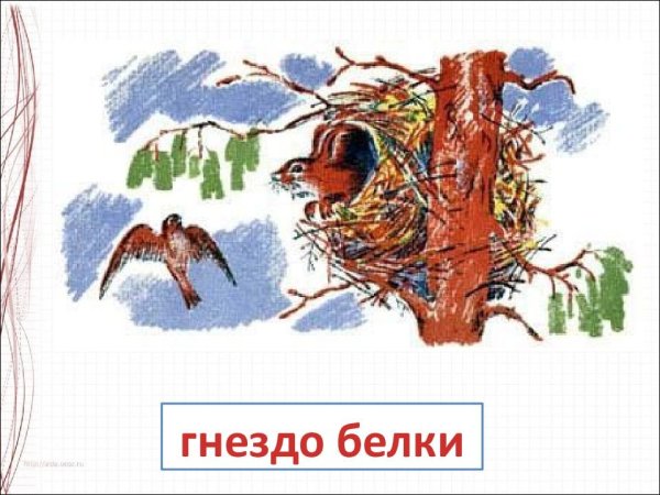 Гнездо белки рисунок