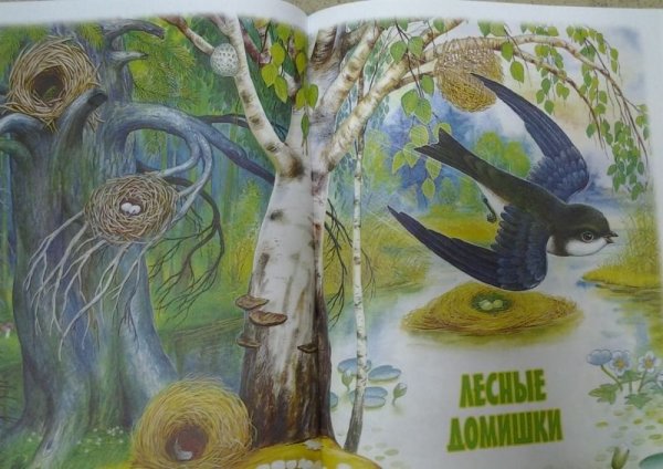 Иллюстрации к книгам Бианки