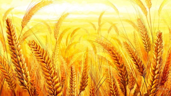 Поле пшеничное колоски золотистые