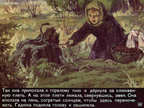 Кладовая солнца Настя собирает клюкву