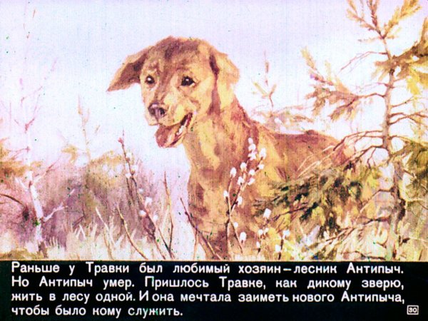 Собака травка кладовая солнца