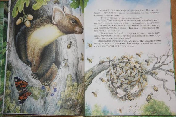 Иллюстрации к книгам Бианки