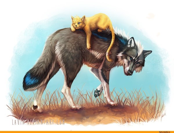 Кот в Волге
