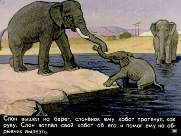 Житков слоны
