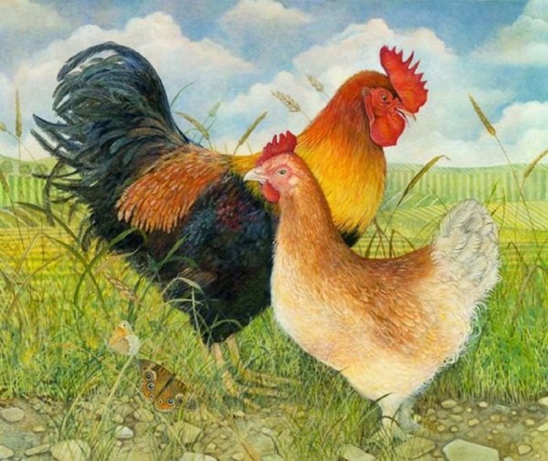 Курица и петух