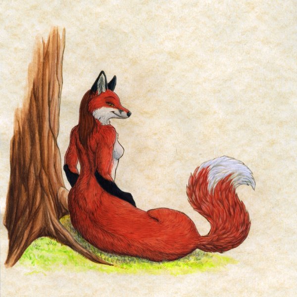 Taur Лис