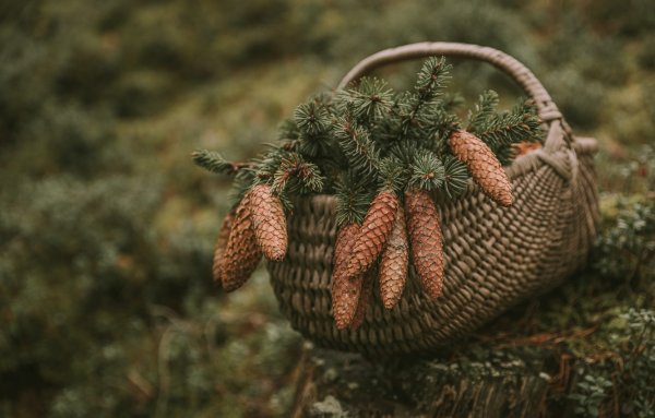 Корзинка с шишками