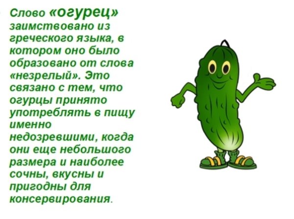 Интересные факты об огурцах