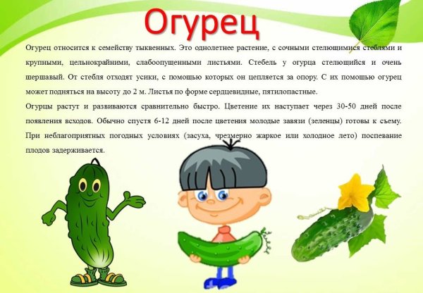 Паспорт растений огород на окне