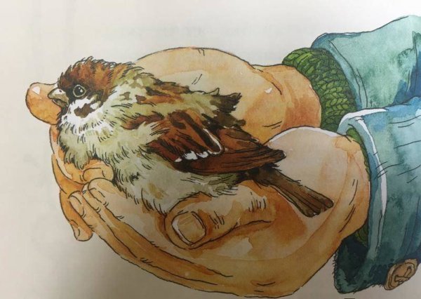 Евгений Иванович Чарушин Воробей