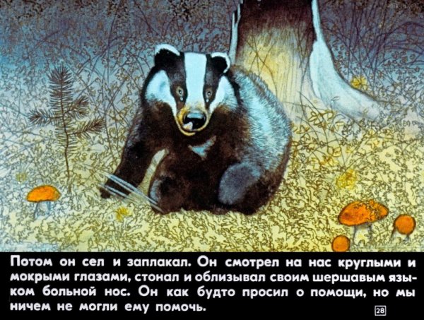 Нос барсука Паустовский