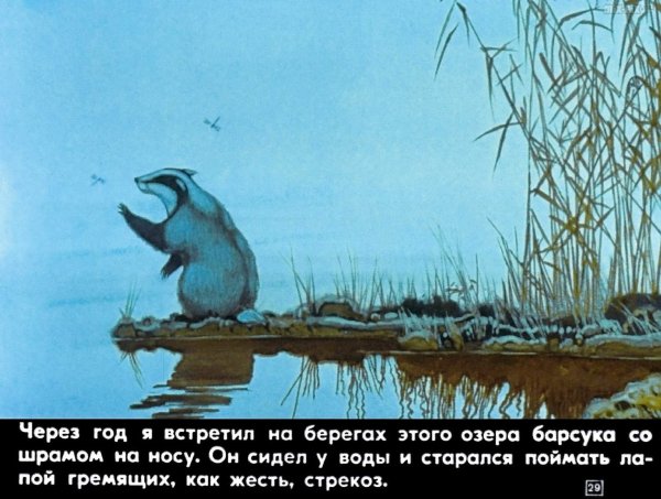Нос барсука Паустовский