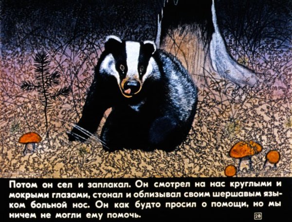 К. Паустовский "барсучий нос"
