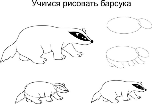 Как нарисовать барсука поэтапно
