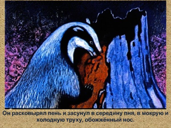 Барсук барсучий нос Паустовского
