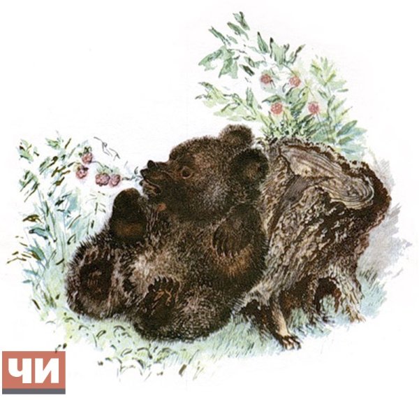 Евгений Чарушин медведь