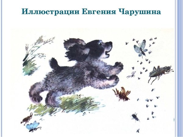 Иллюстрации Евгения Чарушина к детским книгам