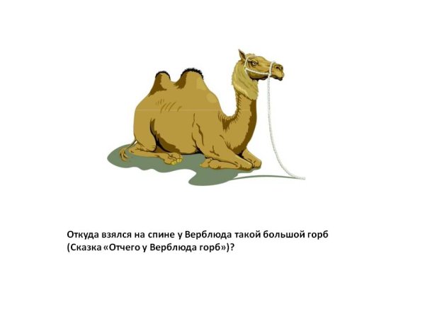От чего у верблюда горб