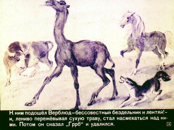 Отчего у верблюда горб рисунок