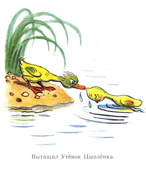 Сказки Сутеева цыпленок и утенок