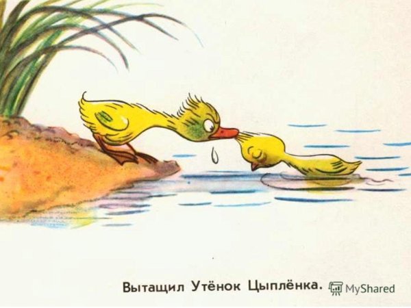 Утята заходят в воду