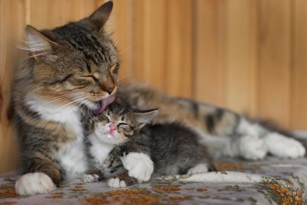 Мама кошка обнимает котенка