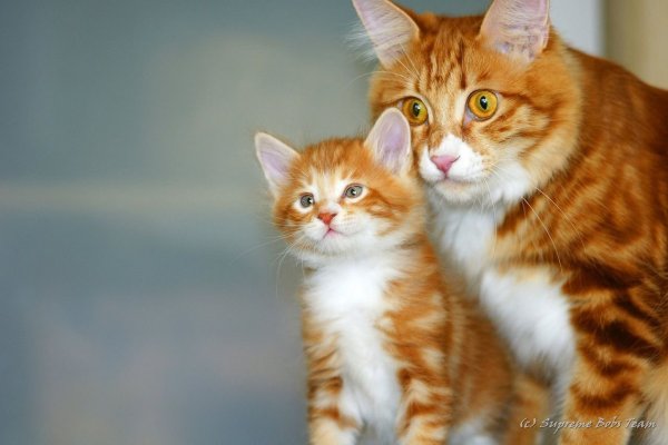 Мама кошка и котенок