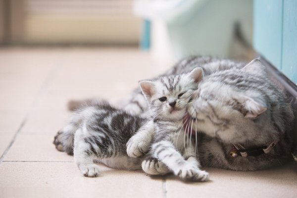 Котята с мамой