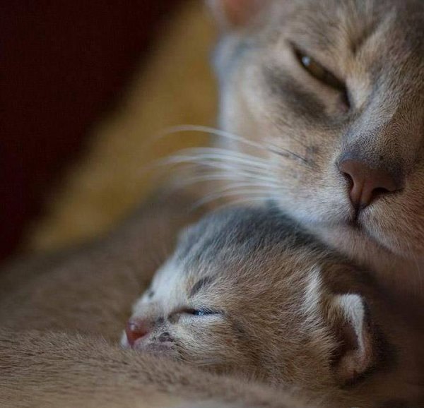 Котенок обнимает маму