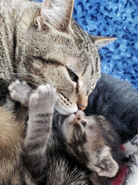 Котята с мамой