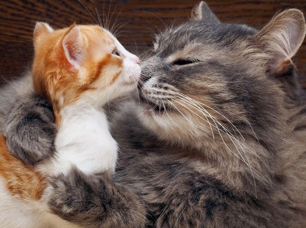 Объятия котики