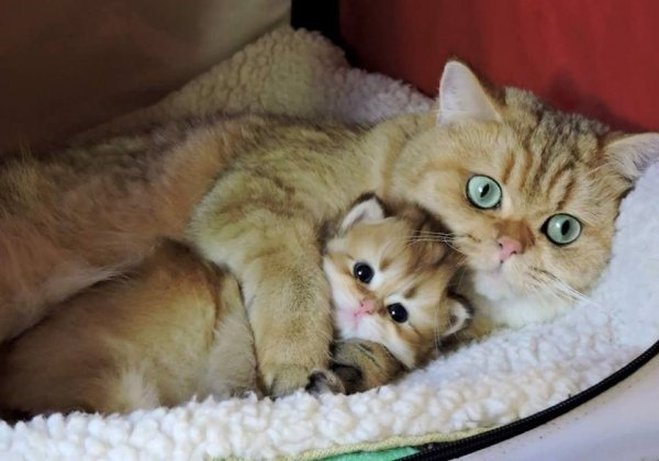 Мамочки котят