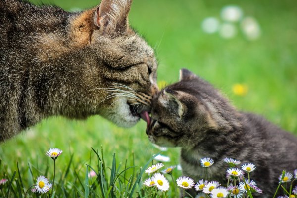 Мама кошка и котенок