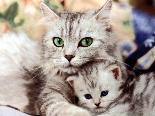 Мама кошка и котенок