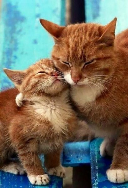 Рыжие коты