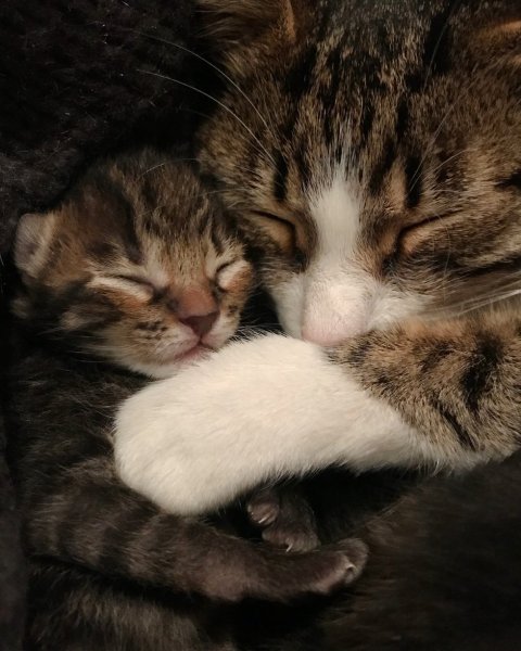 Котята с мамой