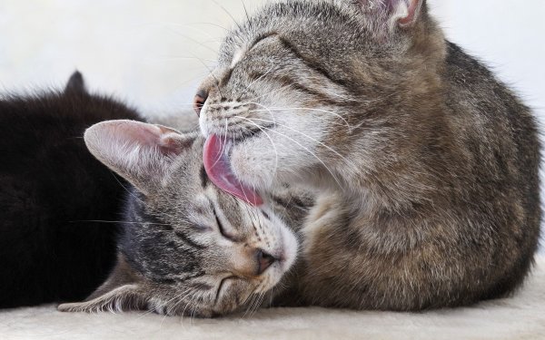 Кошка вылизывает котенка