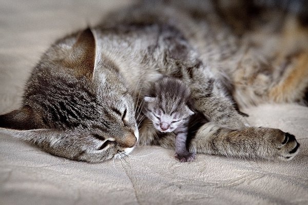 Мама кошка и котенок