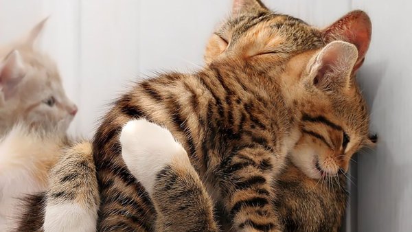Ласковая кошка
