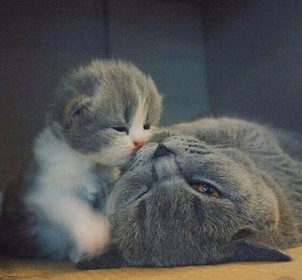 Милый котенок с мамой