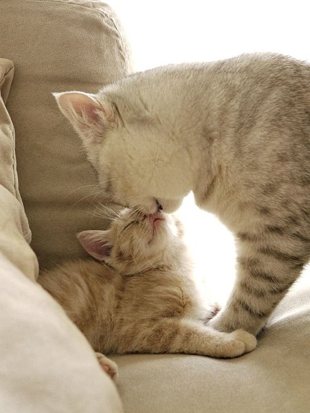 Котята с мамой