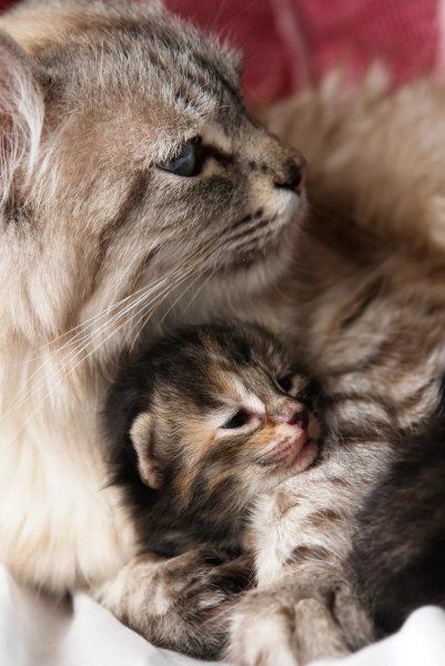 Мама кошка и котенок
