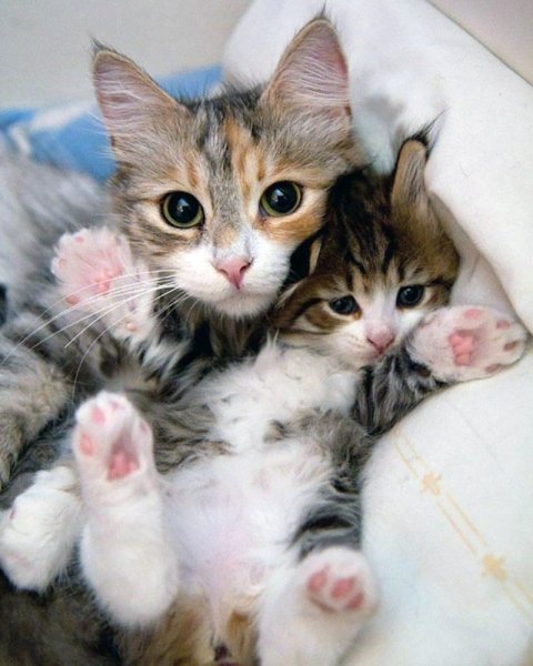 Кошка с котятами
