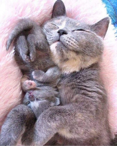 Мама кошка и котенок