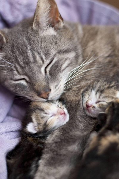 Кошка с котятами