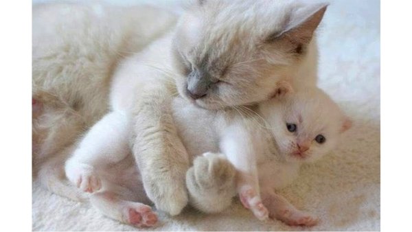 Маленькие котята с мамой