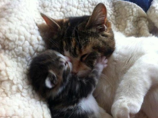 Котенок обнимает маму
